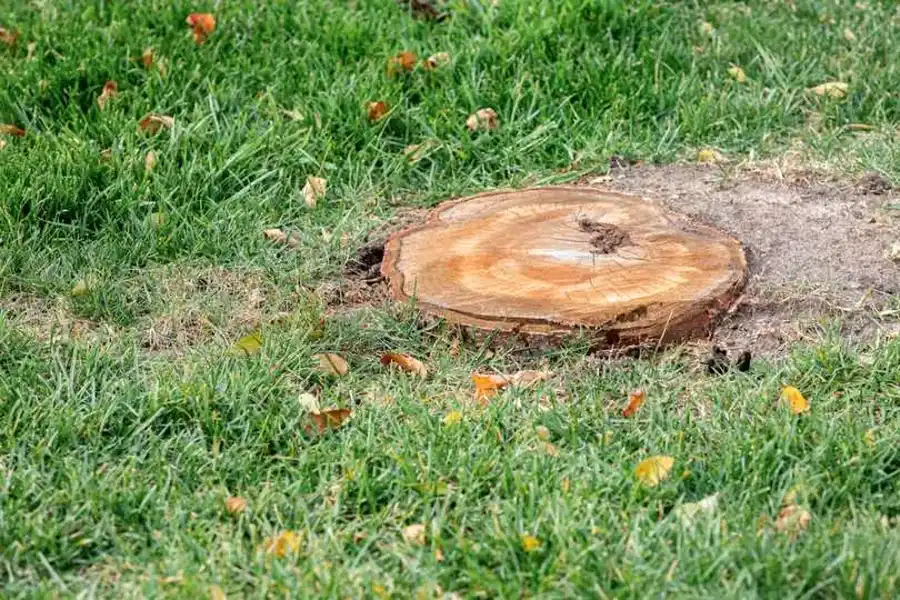 How Stump Grinding Can Enhance Your Curb Appeal Brooksville, FL How Stump Grinding Can Enhance Your Curb Appeal Brooksville, FL