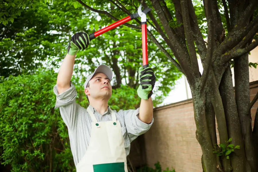 Professional Tree Company in Brooksville, FL Professional Tree Company in Brooksville, FL