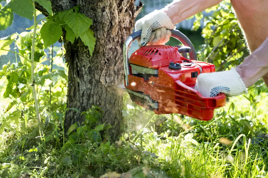 Professional Tree Removal Brooksville, FL Professional Tree Removal Brooksville, FL