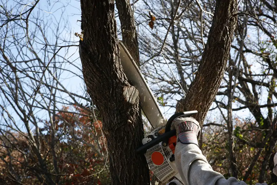 Quality Tree Removal Brooksville, FL Quality Tree Removal Brooksville, FL