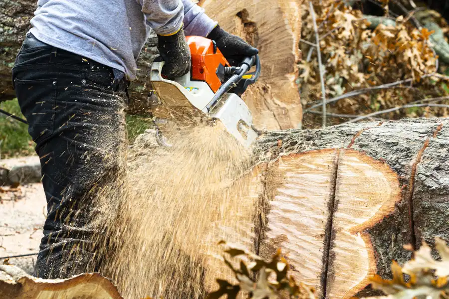The Benefits Of Stump Removal For New Landscaping Projects in Brooksville, FL