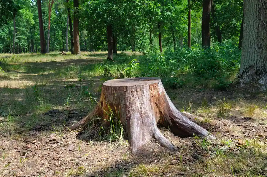 The Impact Of Stump Removal On Preventing Root Decay in Brooksville, FL
