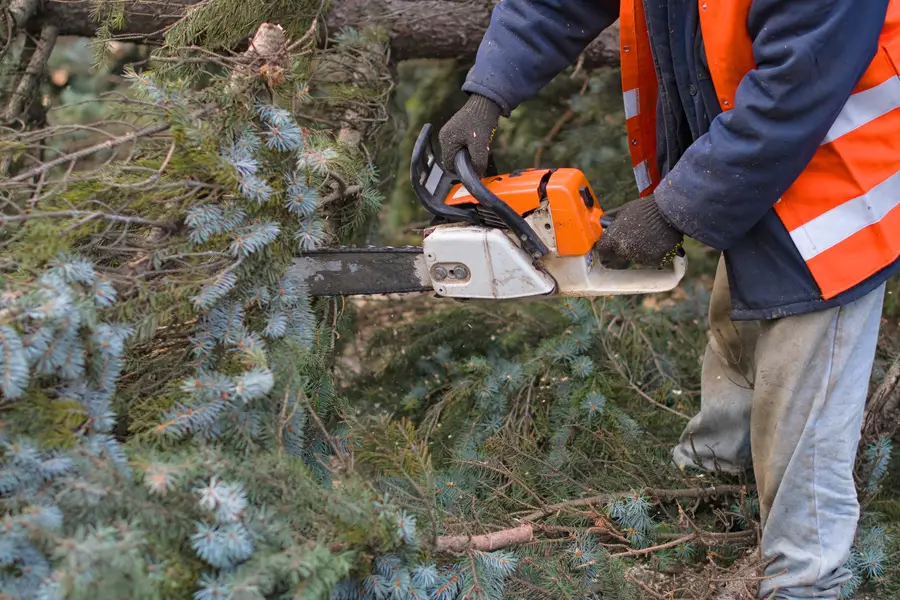 The Impact Of Tree Removal On Property Maintenance in Brooksville, FL The Impact Of Tree Removal On Property Maintenance in Brooksville, FL