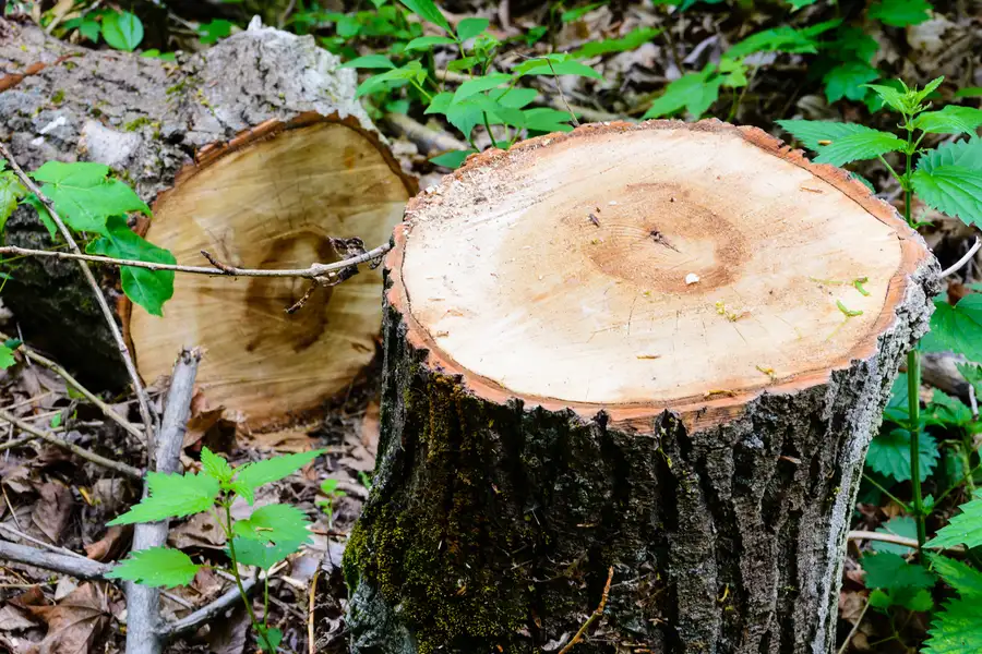The Role Of Tree Removal In Preventing Storm Damage Brooksville, FL